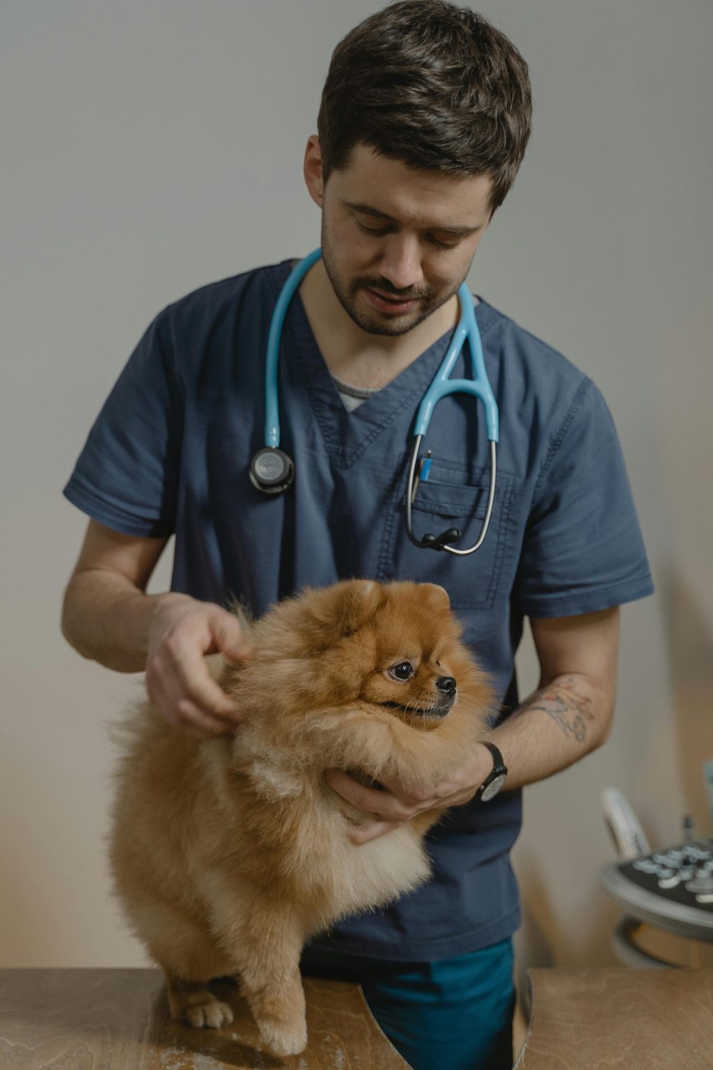 Veterinarian examining a dog