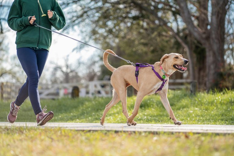 Dog wearing a no-pull harness on a leash walk