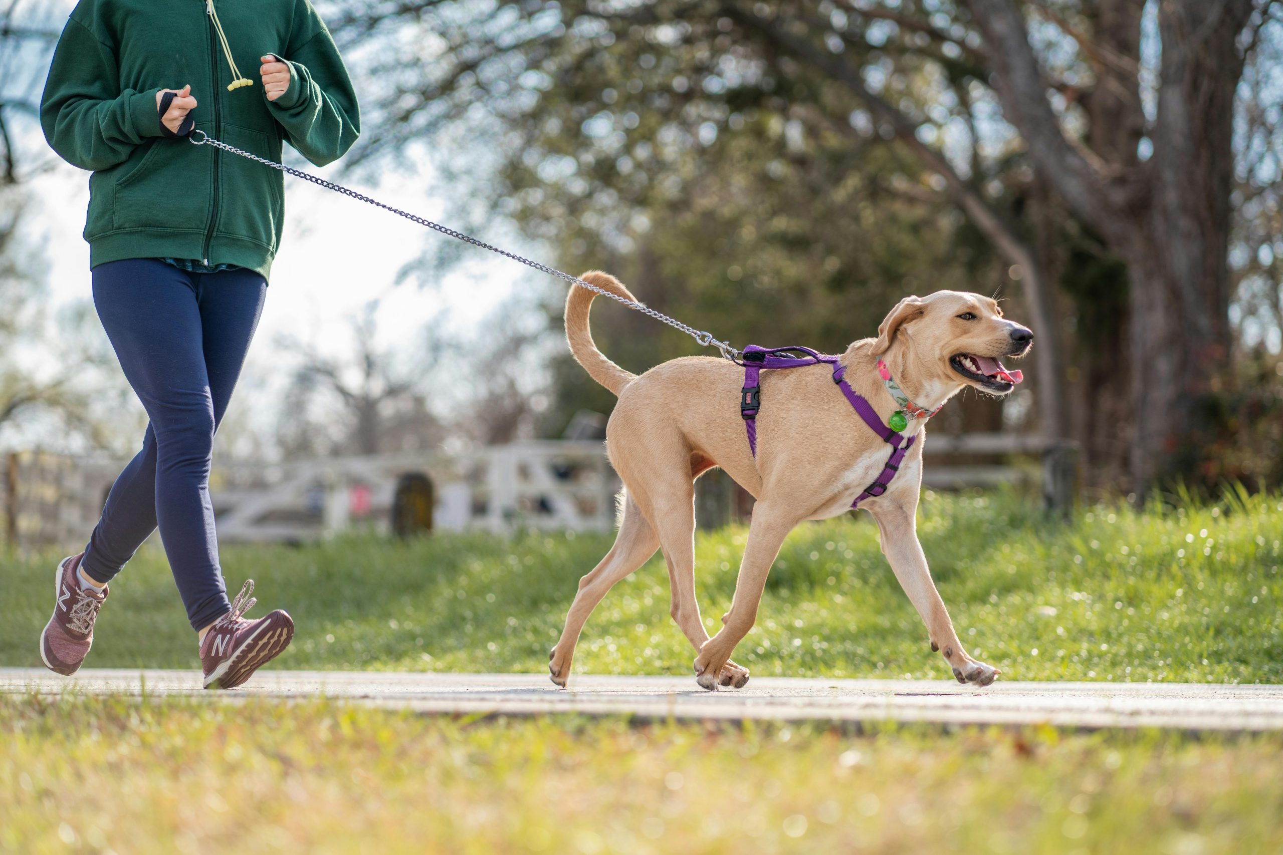 Best No-Pull Dog Harnesses in 2026: Tested & Ranked
