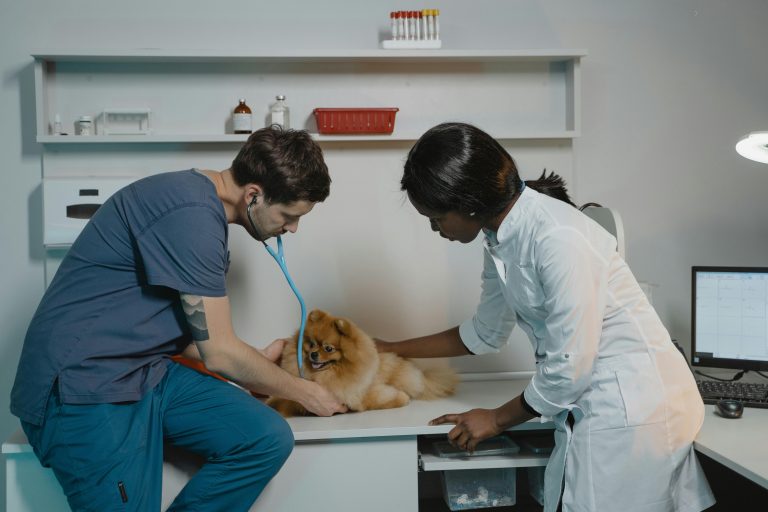 Dog being examined by a veterinarian at a clinic