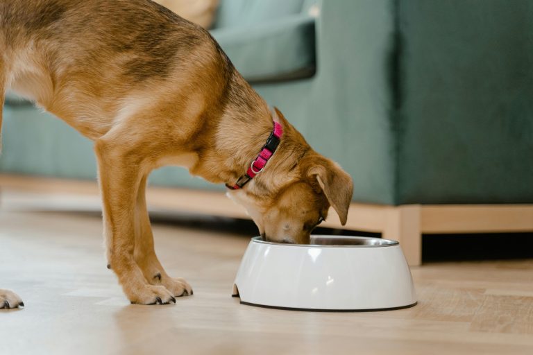 Dog eating fresh dog food