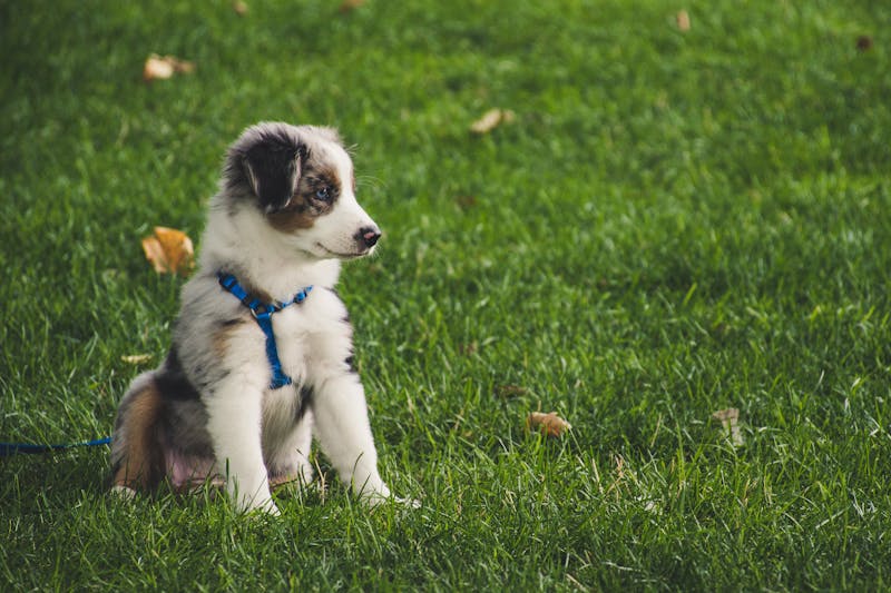 How to clean your dog's teeth at home with a soft dog toothbrush