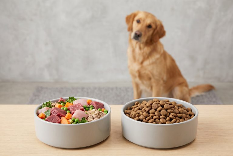 Side-by-side comparison of raw dog food and kibble in bowls